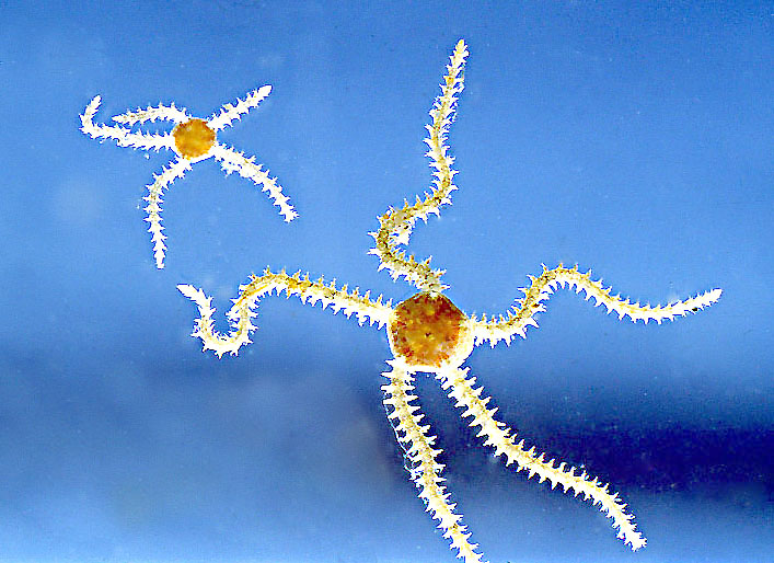 Ophiothrix fragilis (Abildgaard, in O.F. Müller, 1789)
